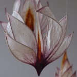 DoreenStenzel Magnolienfrühling 1