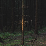 untitled 1_Ingo_Lawaczeck