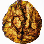 Peters_Pflanze_2