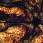 Peters_Pflanze_1