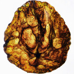 Peters_Pflanze_2